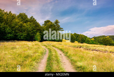 La strada attraverso il prato erboso nel bosco di faggio. incantevole scenario estivo dei Carpazi area montuosa Foto Stock