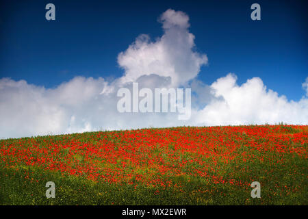 San Vincenzo, Italia. Un campo di papaveri contro un cielo blu con nuvole. Foto Stock