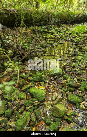 Quasi a secco riverbed, fine dell'Goesa sentiero forestale, nel Tsitsikamma National Park, con felci, garden trail, sud africa Foto Stock