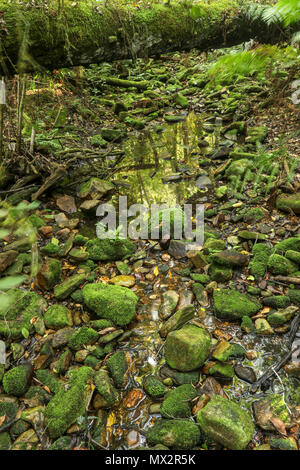 Quasi a secco riverbed, fine dell'Goesa sentiero forestale, nel Tsitsikamma National Park, con felci, garden trail, sud africa Foto Stock