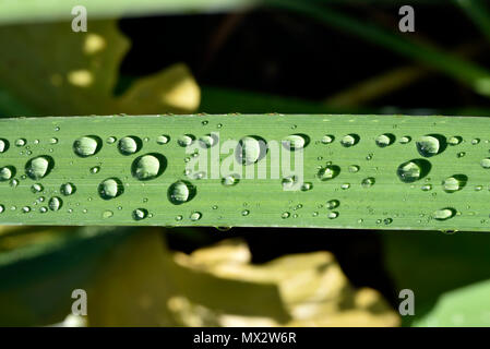 Dewdrops su una foglia di iris gialla Foto Stock