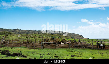 Gli uomini locali con i cavalli in corral, Anakena, Isola di Pasqua, Rapa Nui, Cile Foto Stock