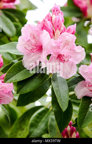 La molla di rododendri in Shropshire, visto qui in Dingle, un giardino pubblico a Shrewsbury, Shropshire. Foto Stock