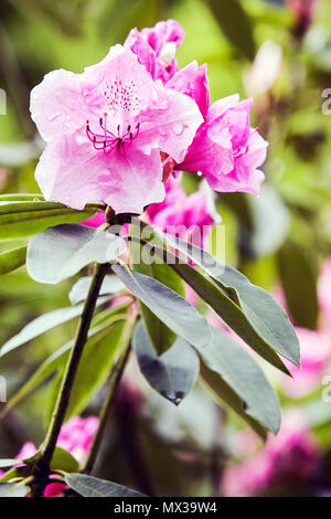 La molla di rododendri in Shropshire, visto qui in Dingle, un giardino pubblico a Shrewsbury, Shropshire. Foto Stock
