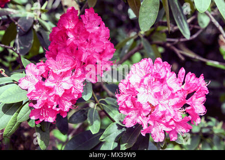 La molla di rododendri in Shropshire, visto qui in Dingle, un giardino pubblico a Shrewsbury, Shropshire. Foto Stock