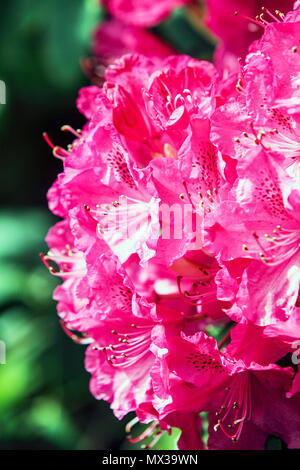 La molla di rododendri in Shropshire, visto qui in Dingle, un giardino pubblico a Shrewsbury, Shropshire. Foto Stock