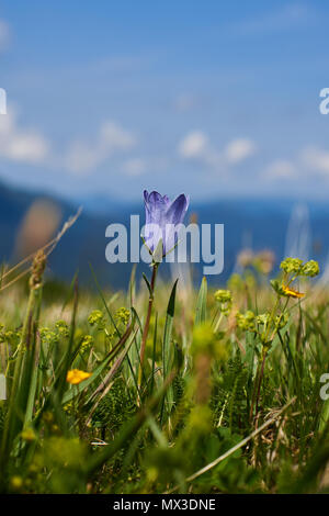 Campanula rotundifolia harebell Foto Stock