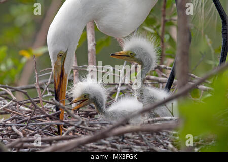 Airone bianco maggiore con pulcini nel nido Foto Stock