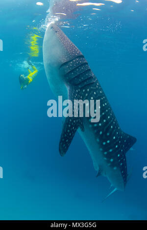 Il confronto delle dimensioni snorkeller e squalo balena (Rhincodon typus), pesci più grandi del mondo, atollo di Ari, isole delle Maldive, Asia Foto Stock