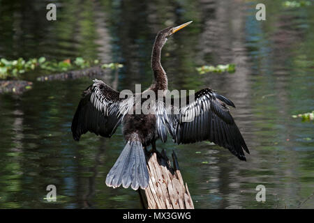 Anhinga ali di essiccazione Foto Stock