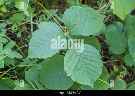 Primo piano della Poison Ivy Foto Stock