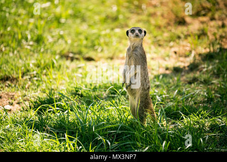 Uno meerkat su un orologio in piedi in un prato. Foto Stock
