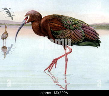 . Di fronte bianco-Ibis, Plegadis chihi, riproduzione offset di acquerelli di . 1918. Joseph Grinnell, Harold Bryant, Tracy ammassatore, Louis Agassiz Fuertes (artista, 1874-1927) 489 Plegadis chihiGBP08CB1 Foto Stock