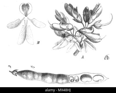 . Illustrazione dal libro . 1891. Paolo Hermann Wilhelm Taubert (1862-1897) 43 Anagyris foetida Taub104a Foto Stock