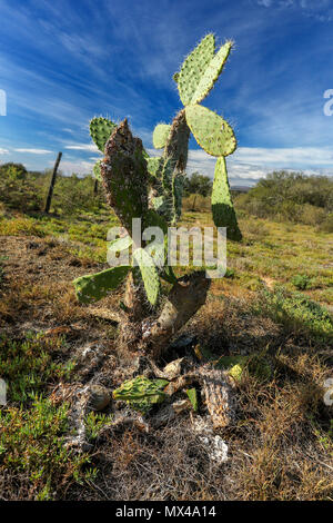 Cactus crescente selvatici nel Parco Nazionale degli Elefanti di Addo, cape, sud africa Foto Stock