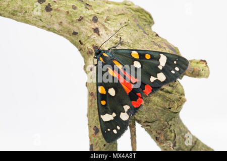 Un Scarlet tiger moth, Callimorpha dominula, su uno sfondo bianco che è stato sollevato da bachi trovati nel selvaggio e rilasciato dopo essere foto Foto Stock