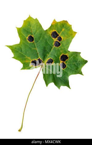 Autunno maple leaf infettate con tar spot fungo. Foto Stock