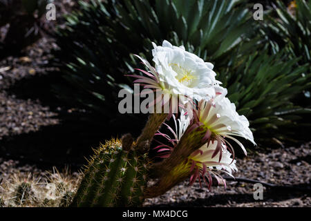 Bianco gigante di fiori che sbocciano su Argentina cactus giganti (echinopsis candicans) dal Sud America. Altre succulente del deserto sono i piani in background. Foto Stock
