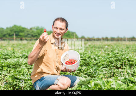 Giovani sorridenti man picking fragole nel campo verde righe farm, cestello di trasporto di bacche rosse frutto in primavera, estate attiva Foto Stock