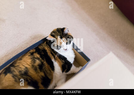 Gatta Calico giacente dorme nella scatola di scarpe divertenti closeup posizione di faccia a occhi chiusi Foto Stock