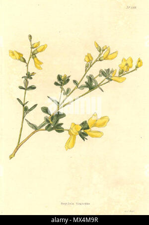 . Incisione colorata di Baptisia tinctoria wild indigo, un legume. 1822. incisione di George Cooke dai disegni del George Loddiges, William Loddiges e altri. 71-Baptisia tinctoria-Conrad-Loddiges-1822 Foto Stock