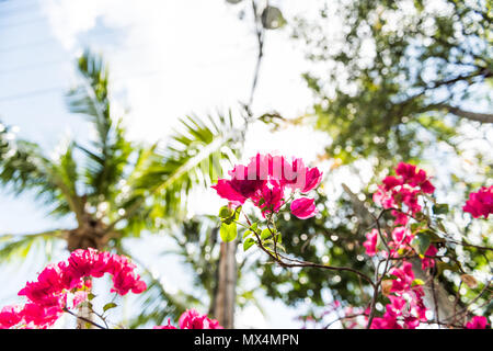 Primo piano isolato rosa vibranti fiori di bouganville in Florida Keys o Miami guardando in alto, il sole, la luce del sole soleggiato, blu cielo nuvoloso, verdi palme durante Foto Stock