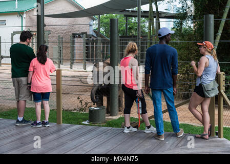Le famiglie e gli amici godono di un bambino elefanti a allo Zoo di Houston. Houston, Texas, Stati Uniti d'America. Foto Stock