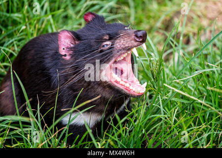 Chiusura del diavolo della Tasmania con ganasce aperte Foto Stock