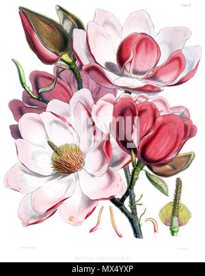 . Magnolia campbellii fiori. Didascalia originale: 'Piastra IV. Campione di fioritura della Magnolia Campbellii. Fig. 1. Fiore con la cade rimossa, che mostra la stami e spike di ovaie. 2. Stami. 3. Lo Stigma :-ingrandite. Pubblicato 1855. Cathcart, John Fergusson (1802 - 1851) 388 Magnolia campbellii fiori Foto Stock