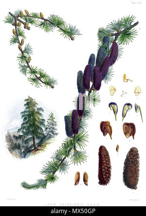 . Larix griffithii. Didascalia originale: 'Piastra XXI. A. ramo maschile. B. ramo femminile. Fig. 1, 2, 3. Antere. 4. Il polline. 5. Cono di giovani. 6, 7, 8. Scale e brattee. 9. Cono mature. 10, 11. Le sue squame e brattee. 12. Semi maturi. 13. Lo stesso :-tutti (ma 5, 9, e 12) più o meno ingrandita. Pubblicato 1855. Cathcart, John Fergusson (1802 - 1851) 360 Larix griffithii Foto Stock