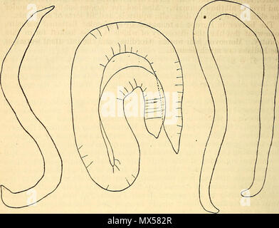 "Sesta relazione annuale della United States Geological Survey di territori, abbracciando porzioni del Montana, Idaho, Wyoming e Utah : essendo una relazione di avanzamento delle esplorazioni per l'anno 1872" (1873) Foto Stock