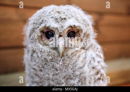 Baby animali raffigurato all'Brent Lodge centro animali nelle vicinanze del Chichester, West Sussex, Regno Unito. Foto Stock