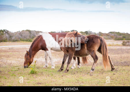 Due pony selvatici a Assateague Island National Seashore in Maryland Foto Stock