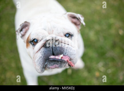 Una razza Bulldog inglese con un underbite Foto Stock