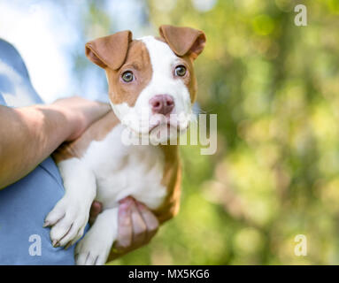 Un simpatico il bianco e il rosso Pit Bull Terrier di razza cucciolo tra le braccia del suo proprietario Foto Stock