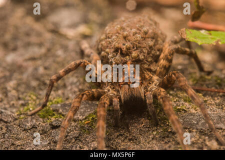 Carolina femmina wolf spider (Hogna carolinensis) portando la sua prole sulla sua schiena. Il più grande wolf spider in Nord America e lo stato spider di SC. Foto Stock