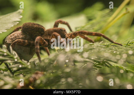 Carolina femmina wolf spider (Hogna carolinensis) portando il suo uovo sac sul suo retro. Il più grande wolf spider in Nord America e lo stato spider di SC. Foto Stock