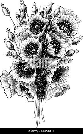 . Français : BOTTE DE 12 COQUELICOTS de soi pour chapeau rond Hauteur 0m26 2,90 Au même prix en lilas, rose. Fleurs de champs. Estate 1887. Unknown 94 BOTTE DE 12 COQUELICOTS Foto Stock