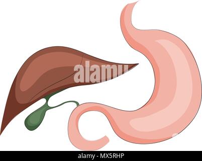 Illustrazione dello stomaco, del fegato e della cistifellea. sistema digestivo Illustrazione Vettoriale