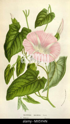 . Inglese: Calystegia sepium subsp. spectabilis, come Calystegia dahurica . 4 novembre 2011. Houtte, L. van 109 Calystegia sepium subsp. spectabilis Foto Stock