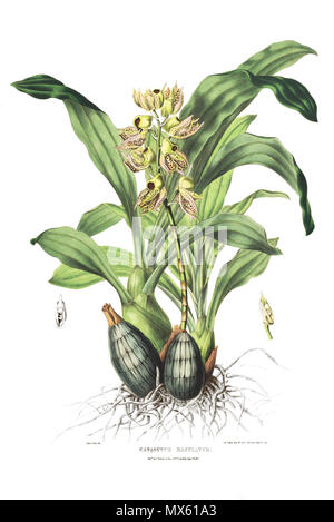 . Illustrazione di Catasetum maculatum . tra il 1837 e il 1843. Miss Drake del., M. Gauci lith. 118 Catasetum maculatum - Bateman pl. 2 Foto Stock