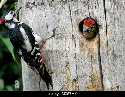 Hannover, Germania. Dal 01 Giugno, 2018. 01 giugno 2018, Germania, Hannover: un genitore alimenta il loro giovane spotted Picchio Rosso (Dendrocopos major) seduta all'interno del tronco di un albero. Credito: Holger Hollemann/dpa/Alamy Live News Foto Stock