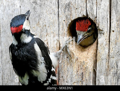 Hannover, Germania. Dal 01 Giugno, 2018. 01 giugno 2018, Germania, Hannover: un genitore alimenta il loro giovane spotted Picchio Rosso (Dendrocopos major) seduta all'interno del tronco di un albero. Credito: Holger Hollemann/dpa/Alamy Live News Foto Stock