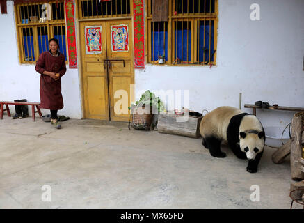 (180603) -- PECHINO, 3 giugno 2018 (Xinhua) -- un panda gigante è macchiato vagare in una casa del contadino nel villaggio Jinbo, contea di Wenchuan, a sud-ovest della Cina di provincia di Sichuan, 31 maggio 2018. Un panda gigante è stato pescato casualmente girovagando intorno a un villaggio nel sud-ovest della Cina di provincia di Sichuan giovedì mattina, come locali sono stati la riparazione di una strada. Preoccupati per spaventare gli animali, gli abitanti del villaggio subito smesso di lavorare e ha riportato la sua presenza alle autorità forestali e il governo locale. La conservazione della Cina e il centro di ricerca per panda giganti ha detto che era un captive panda che apparteneva al Foto Stock