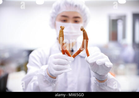 (180603) -- PECHINO, 3 giugno 2018 (Xinhua) -- Un lavoratore mostra rifilato ginsengs coreano a Cheong-Kwan-Jang ginseng fabbrica in Buyeo County del sud Chungcheong Provincia, Corea del Sud, 30 maggio 2018. Secondo le ultime statistiche della Corea del Sud Ministero dell'agricoltura, dell'alimentazione e gli affari rurali del paese le esportazioni di ginseng ha raggiunto un valore di 158.39 milioni di dollari nel 2017, con un 18,7% la crescita su base annua. Il tipico processo di produzione di fama mondiale ginsengs coreano comprende principalmente la pulizia a vapore, filtraggio, rifilatura e compattazione. (Xinhua/Wang Jingqiang) Foto Stock