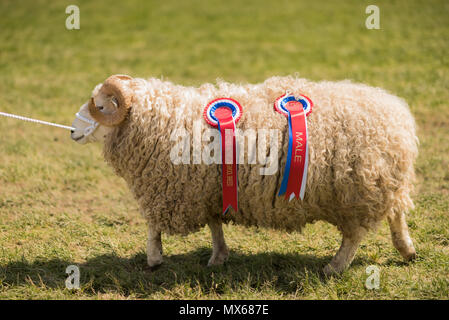 Shepton Mallet, Regno Unito, 2° giugno 2018. Pecore in Grand Parade presso la 155Bagno e West Show 2018, James Thomas/Alamy Live News Foto Stock