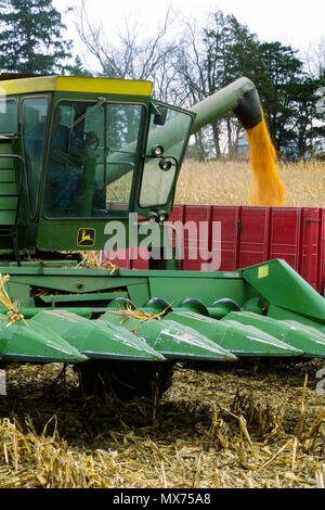 Trasferimento di grano durante la raccolta autunnale nel sud del Minnesota. Foto Stock