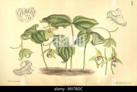 . Illustrazione di Cypripedium debile . 1908. M. S. del. ( = Matilda Smith, 1854-1926), J. N. Fitch lith. ( = John Nugent Fitch, 1840-1927) Descrizione da W. Watson (1858-1925) 150 Cypripedium debile - Curtis' 134 (Ser. 4 n. 4) pl. 8183 (1908) Foto Stock