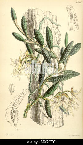 . Illustrazione di Dendrobium cucumerinum . 1851. Walter Hood Fitch (1817-1892) del. et lith. 158 Dendrobium cucumerinum - Curtis" 77 (Ser. 3 no. 7) pl. 4619 (1851) Foto Stock