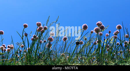 Campo estivo con silybum marianum (latte Thistle), impianti medici. Wild fiori viola con altre piante estive su un bellissimo sfondo naturale. Foto Stock